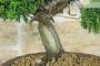 5 - Bonsai di Ginepro Itoigawa (134)