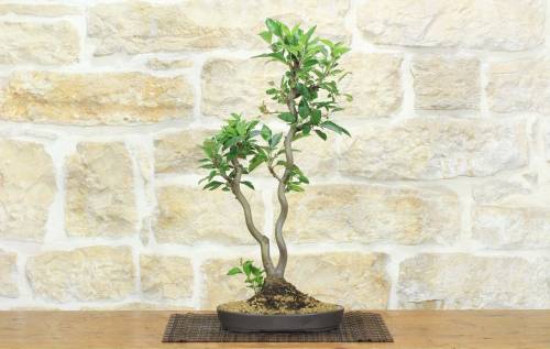 1 - Bonsai di Melo da fiore (146)