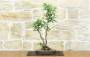 1 - Bonsai di Melo da fiore (146)