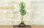 2 - Bonsai di Melo da fiore (146)