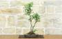 3 - Bonsai di Melo da fiore (146)