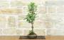 4 - Bonsai di Melo da fiore (146)