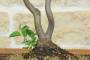 5 - Bonsai di Melo da fiore (146)