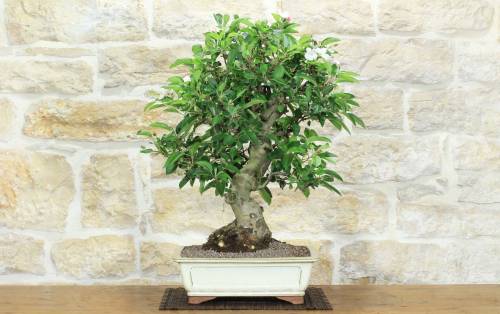 1 - Bonsai di Melo da fiore (147)