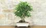 1 - Bonsai di Melo da fiore (147)
