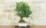 2 - Bonsai di Melo da fiore (147)