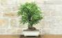 3 - Bonsai di Melo da fiore (147)