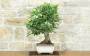 4 - Bonsai di Melo da fiore (147)