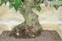 5 - Bonsai di Melo da fiore (147)