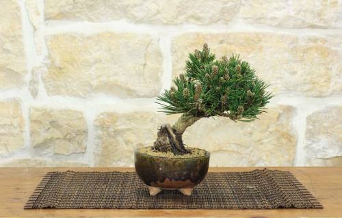 1 - Bonsai di Pino Nero Thunbergii Senjyumaru (6)