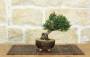 1 - Bonsai di Pino Nero Thunbergii Senjyumaru (6)