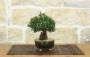 2 - Bonsai di Pino Nero Thunbergii Senjyumaru (6)