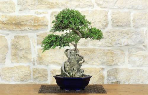 1 - Bonsai di Zelkova Parvifolia su roccia (10).