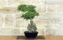 2 - Bonsai di Zelkova Parvifolia su roccia (10).