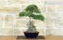3 - Bonsai di Zelkova Parvifolia su roccia (10).
