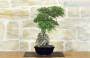 4 - Bonsai di Zelkova Parvifolia su roccia (10).