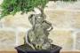 5 - Bonsai di Zelkova Parvifolia su roccia (10).