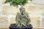 6 - Bonsai di Zelkova Parvifolia su roccia (10).