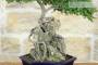 7 - Bonsai di Zelkova Parvifolia su roccia (10).