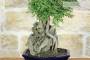 8 - Bonsai di Zelkova Parvifolia su roccia (10).