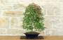 1 - Bonsai di Acero Palmato Deshojo (86)