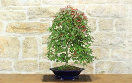 1 - Bonsai di Acero Palmato Deshojo (86)