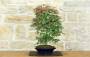 2 - Bonsai di Acero Palmato Deshojo (86)