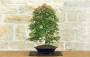 3 - Bonsai di Acero Palmato Deshojo (86)