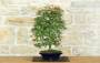 4 - Bonsai di Acero Palmato Deshojo (86)