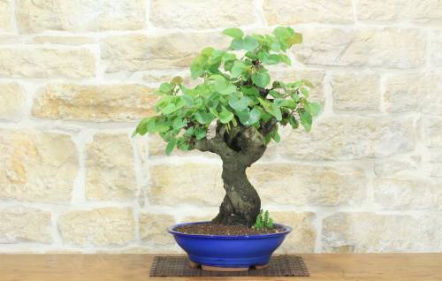 1 - Bonsai di Cercis - Albero di Giuda (79)