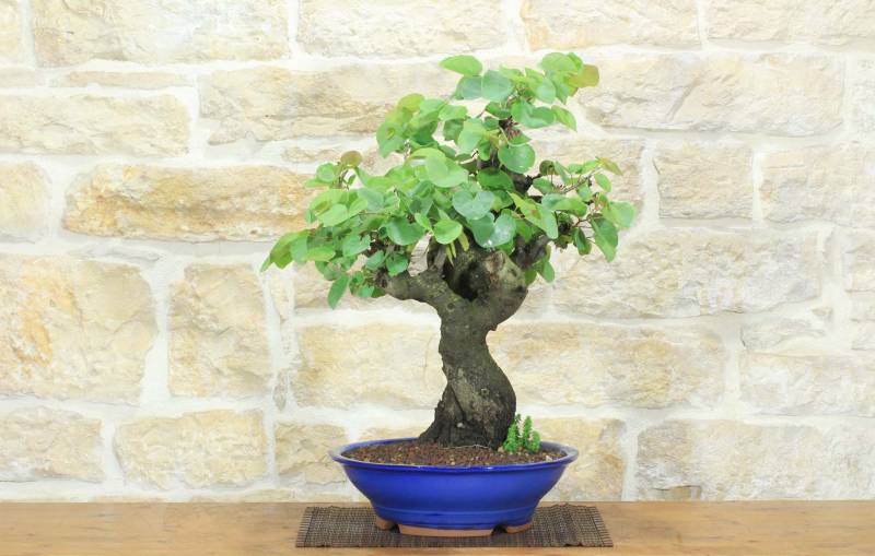 1 - Bonsai di Cercis - Albero di Giuda (79)