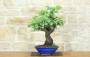 1 - Bonsai di Cercis - Albero di Giuda (79)