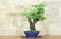 2 - Bonsai di Cercis - Albero di Giuda (79)