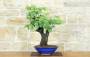 4 - Bonsai di Cercis - Albero di Giuda (79)