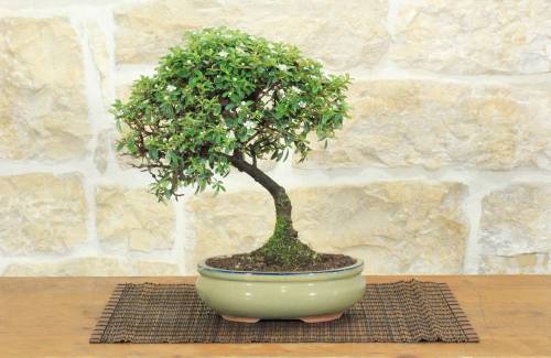 1 - Bonsai di Cotoneaster Microphylla (107)