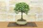 2 - Bonsai di Cotoneaster Microphylla (107)