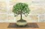 4 - Bonsai di Cotoneaster Microphylla (107)