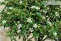 6 - Bonsai di Cotoneaster Microphylla (107)