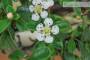 7 - Bonsai di Cotoneaster Microphylla (107)