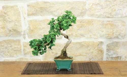 1 - Bonsai di Ginkgo Biloba (16)