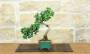 1 - Bonsai di Ginkgo Biloba (16)