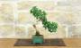 3 - Bonsai di Ginkgo Biloba (16)