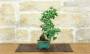 4 - Bonsai di Ginkgo Biloba (16)