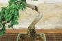 5 - Bonsai di Ginkgo Biloba (16)