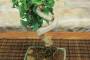 6 - Bonsai di Ginkgo Biloba (16)