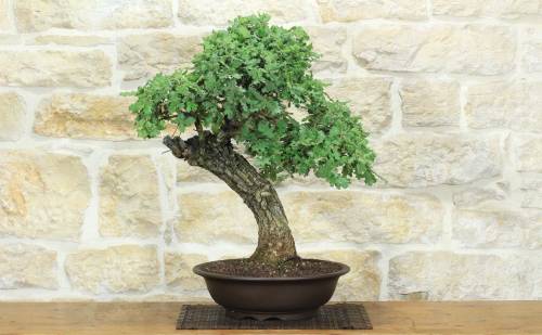 1 - Bonsai di Quercia Roverella (59)