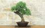 1 - Bonsai di Quercia Roverella (59)