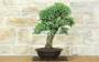 2 - Bonsai di Quercia Roverella (59)