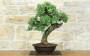 3 - Bonsai di Quercia Roverella (59)