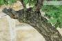 6 - Bonsai di Quercia Roverella (59)